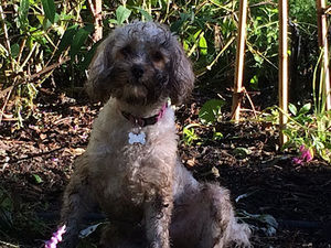 Meet your Posher, Ruby